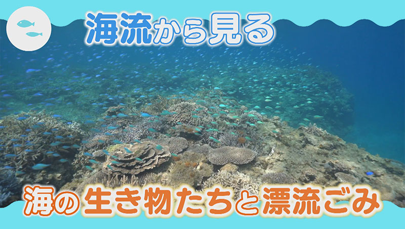 海流から見る海の生き物たちと漂流ごみ