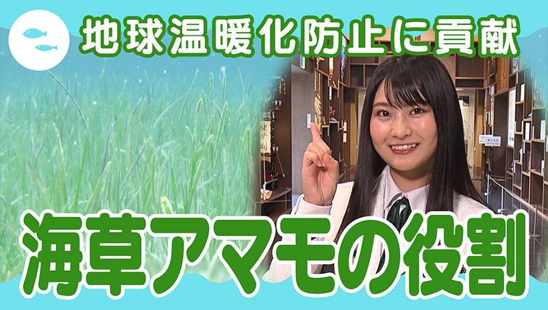 海草アマモの役割