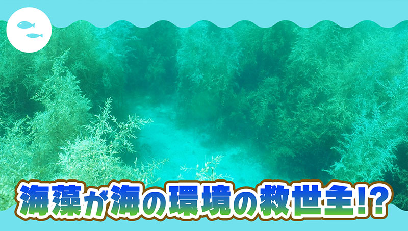 海藻が海の環境の救世主！？