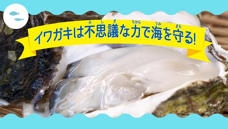 イワガキは不思議な力で海を守る！