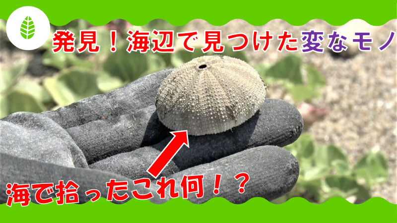 海辺で見つけた変なもの!?