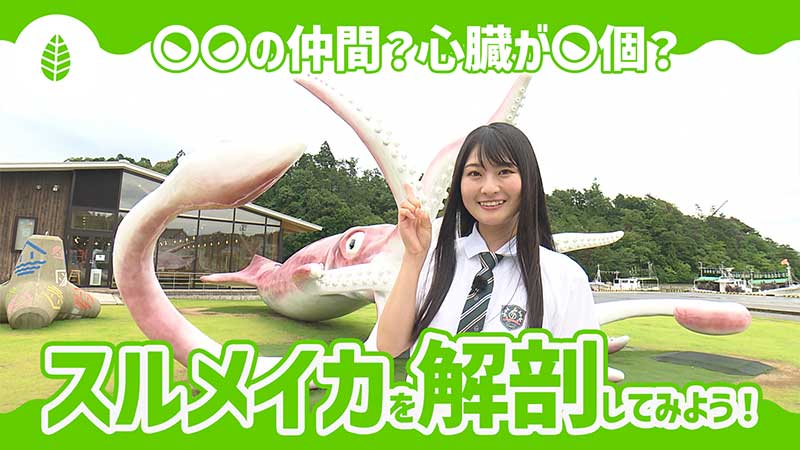 〇〇の仲間？心臓は◯個！スルメイカを解剖しよう！