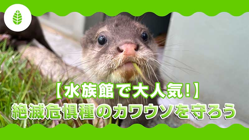 水族館で大人気！絶滅危惧種のカワウソを守ろう