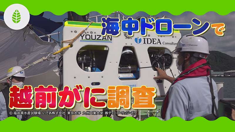 海中ドローンで越前がに調査