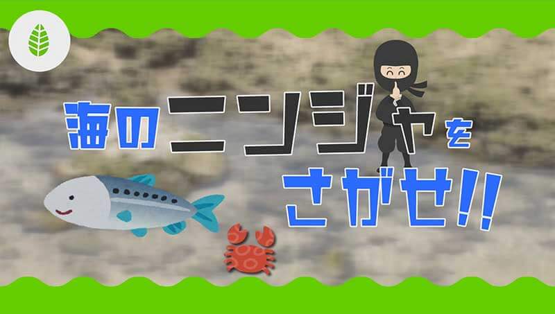 海のニンジャをさがせ!!
