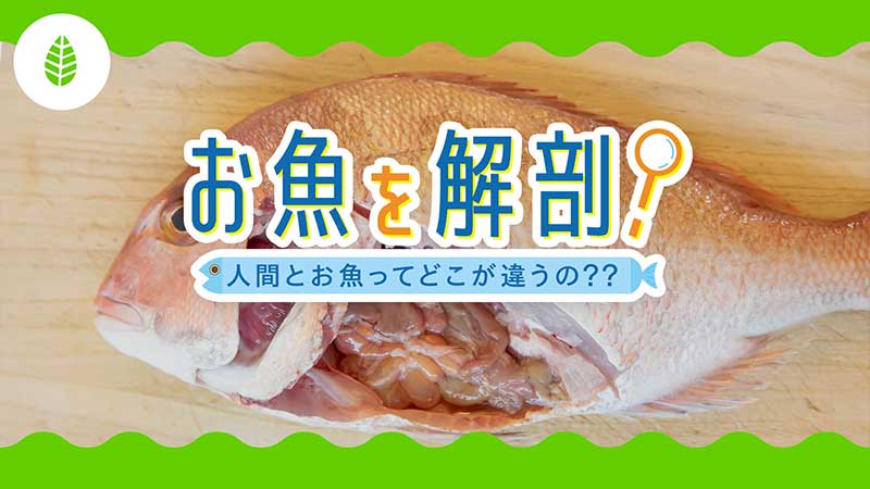お魚を解剖！！