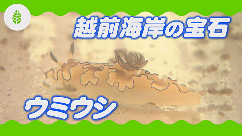 越前海岸の宝石！ウミウシ