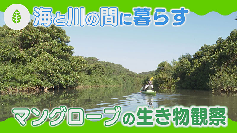 海と川の間に暮らす マングローブの生き物観察