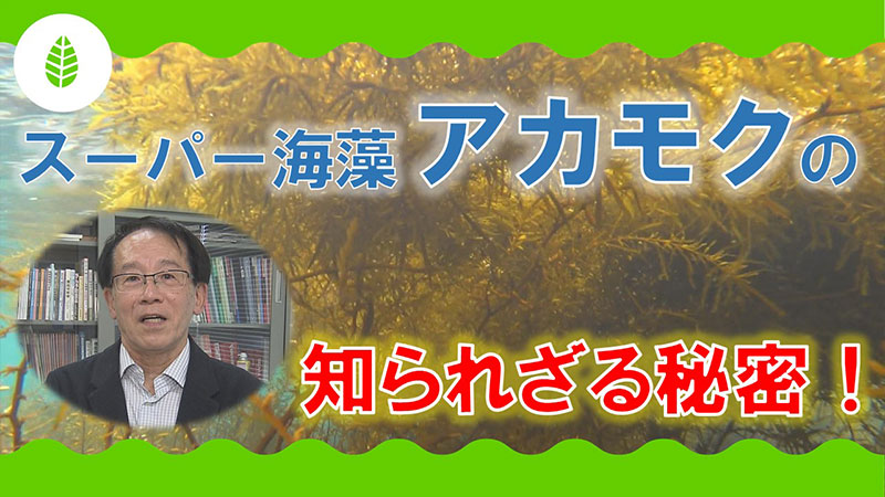 スーパー海藻“アカモク”の知られざる秘密！