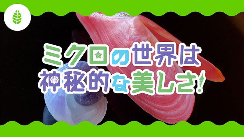 ミクロの世界は神秘的な美しさ！