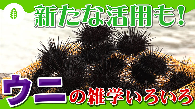 おいしいウニの雑学