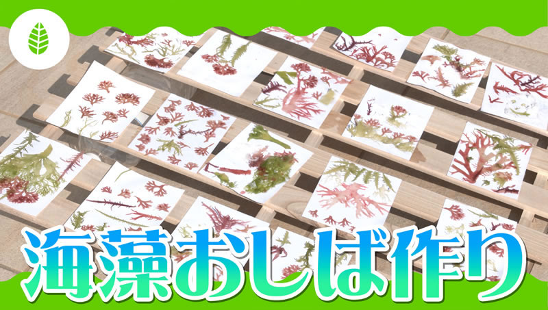 海藻おしば作り