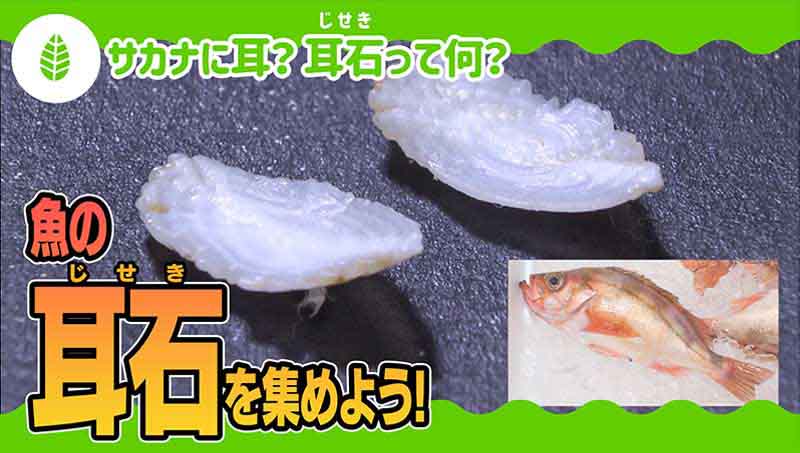 魚の耳石を集めてみよう