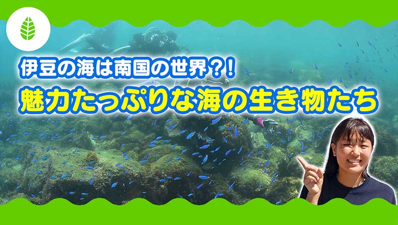 伊豆の海で暮らす生き物たち