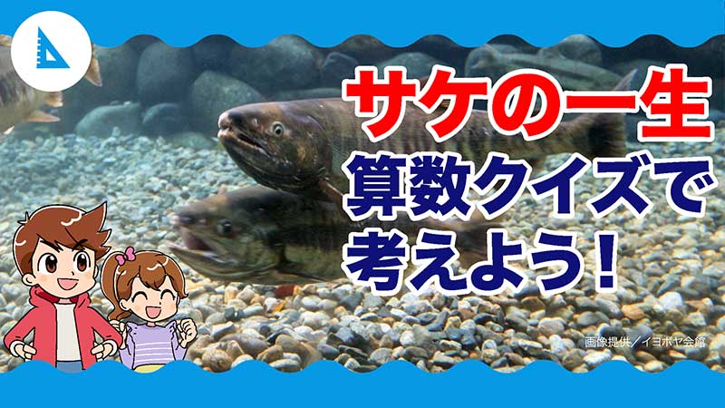 サケの一生