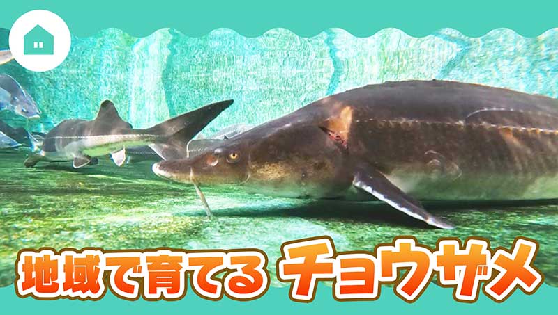 地域で育てるチョウザメ(キャビア)