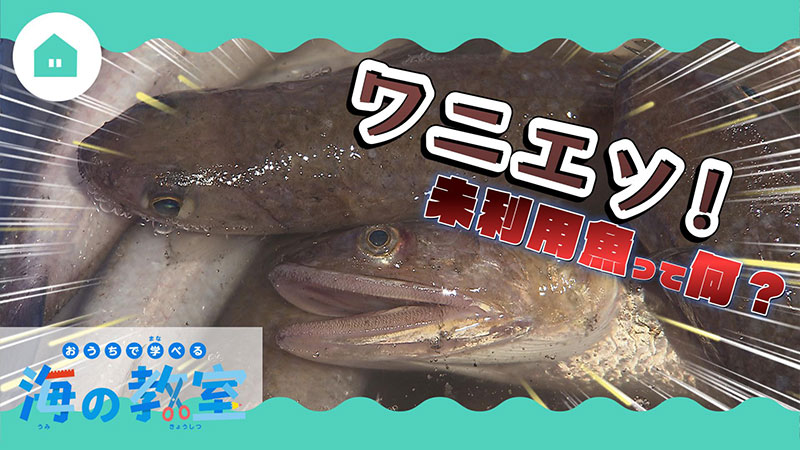 売れない魚？未利用魚はどうなるの？