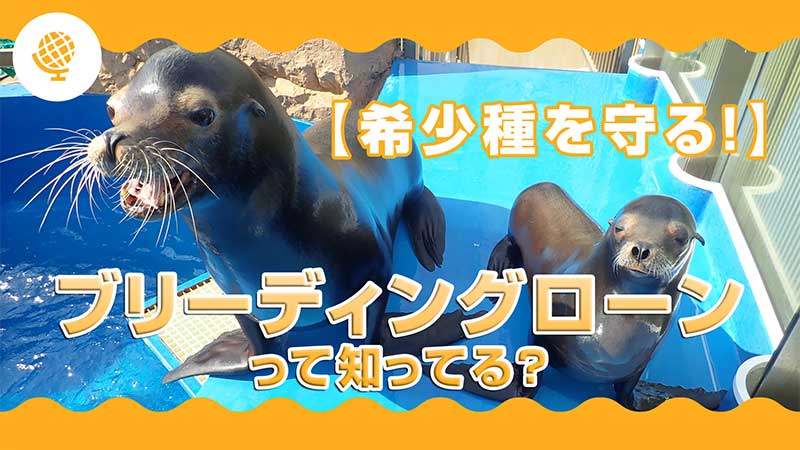 ブリーディングローンとは？