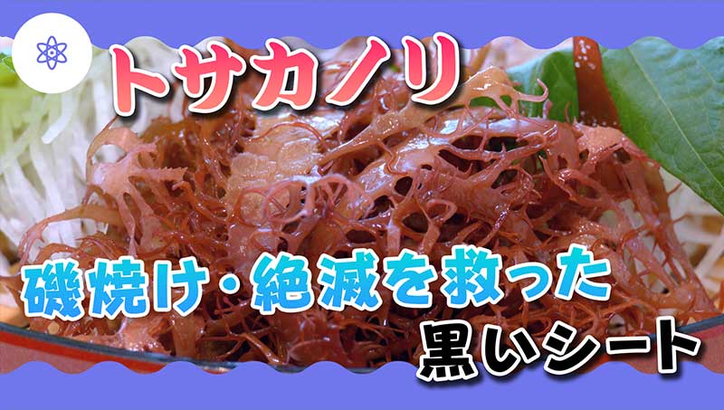 トサカノリ復活～熊本・天草の名産を絶滅から救った秘策～