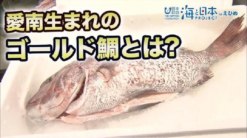 特産品を掛け合わせた「愛南ゴールド真鯛」