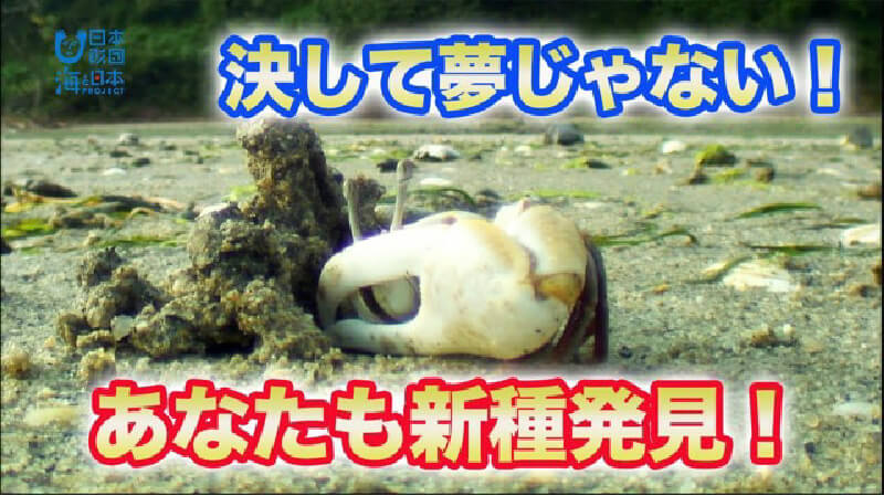 ハチの干潟で新種の貝を発見