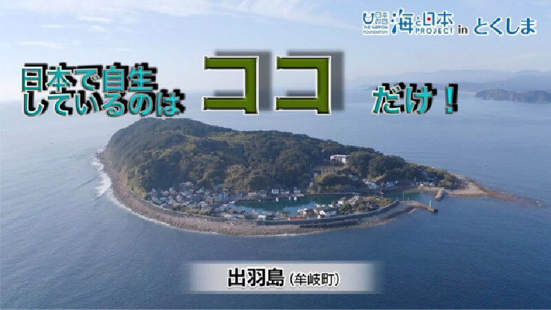 誕生は白亜紀！日本で唯一のシラタマモ自生地