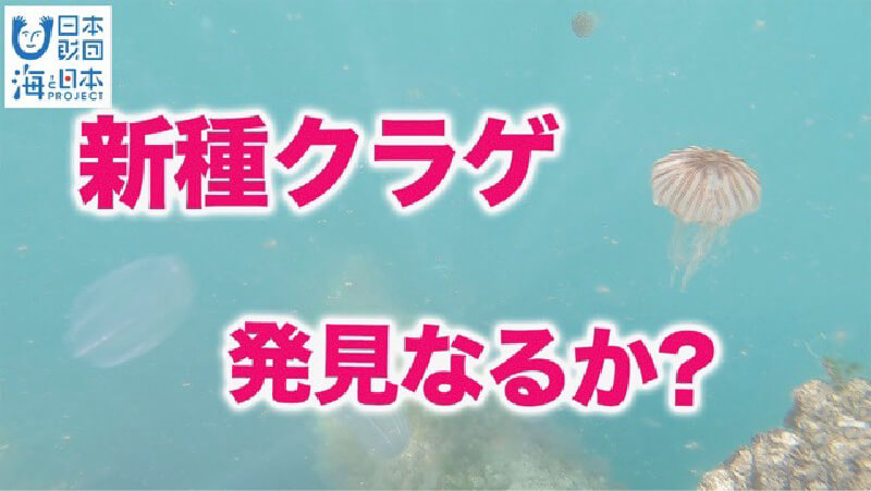 新種のクラゲを発見した「なぎさ水族館」のお仕事