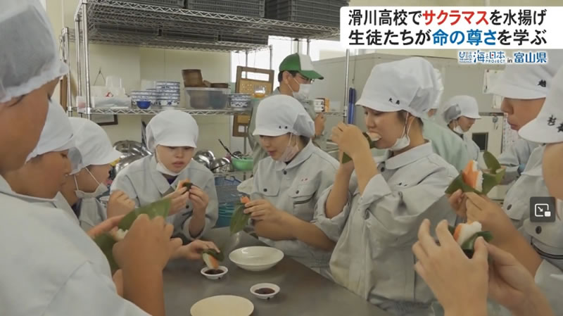 富山名物「ます寿し」のますを養殖する高校