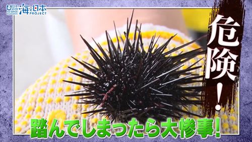 海を安全に楽しむため危険生物を知る！～フィールド編～