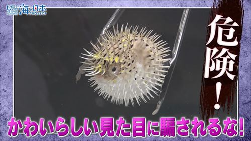 海を安全に楽しむため危険生物を知る！～水族館編～