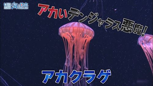危険生物マニュアル～砂浜編～