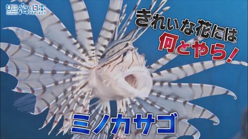 危険生物マニュアル～沖編～